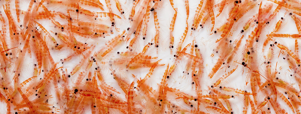 Krill Group